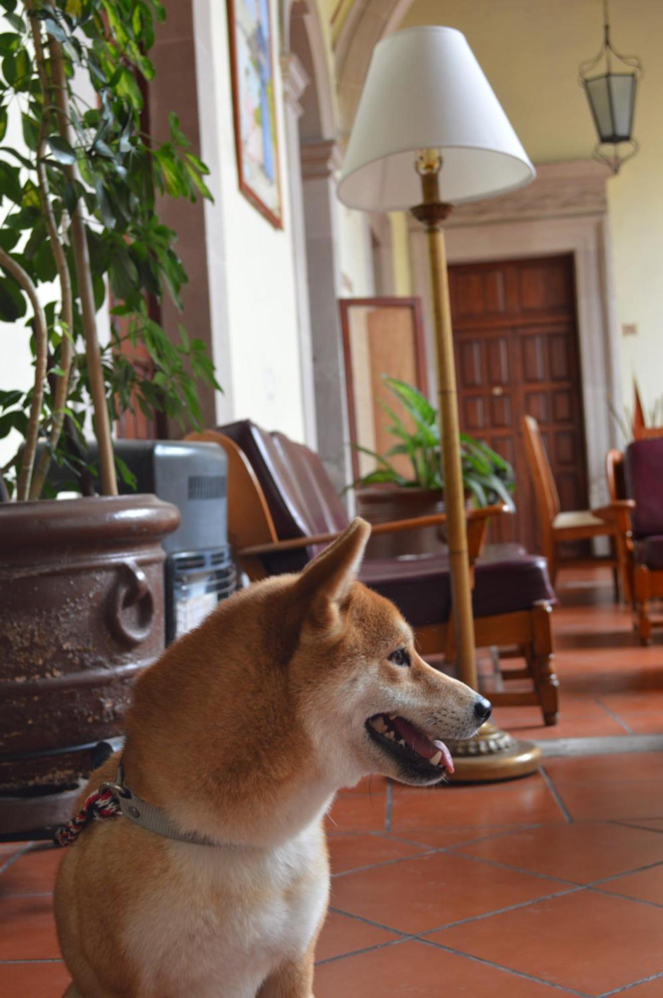 Hotel Posada San Agustin デュランゴ エクステリア 写真